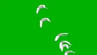 SWANS FLYING IN SLOW MOTION green screen