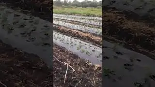 посадка кассетной россады