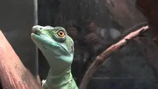 ✅Basiliscus plumifrons🐲Василиск шлемоносный