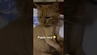 Рудик - тигр 😀 #житомир #кошкииринышевчук #иринашевчуккотики #catshorts