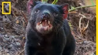 L'agressivité et la gloutonnerie du diable de Tasmanie
