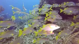 SCUBA Diving Cayman Island Trailer