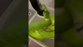Feeding di Moreie in QUARANTENA 🐉