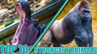 TOP 10 STRONGEST Animals On EARTH