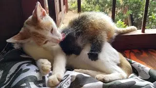 Adorable monkey Bobby sleep with cat look so lovely!