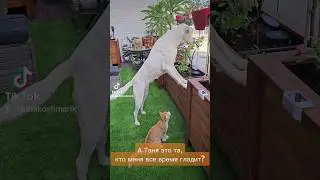 Таня-Серёжа идут!