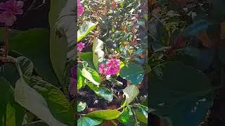 Spring Butterfly on Flower's Bergenia Cordifolia Farfalla su fiori primavera