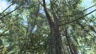 RANDOM TOMAHAWK BANK SHOT - JUNGLE!