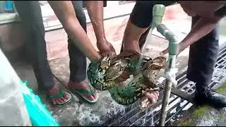 Mandiin Ular Sanca | Berbahaya jangan ditiru