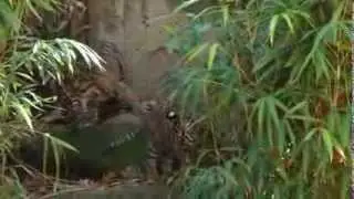 Tiger cubs make public debut at National Zoo