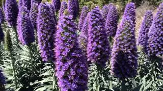 Bee-ing in Big Sur