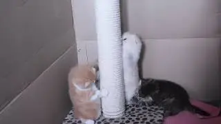 DSCN2684 Шотландские котята осваивают когтеточку