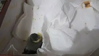 Нашли пценца слётки что делать?