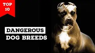 Top 10 Most Dangerous Dog Breeds in the World