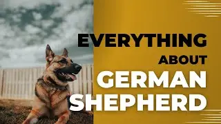 Unveiling the Majestic German Shepherd Breed! 🐾🐕 | Everything You Need to Know |