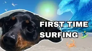 Puppy SINK OR SWIM?! 🏖️