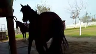 hard tying a horse is not goodhorsemanship