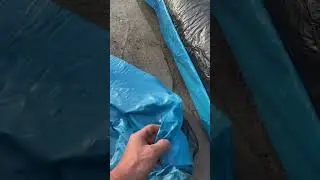 Голубая пленка в пруду с рыбой это не очень