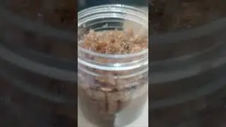 GUMAWA AKO BAGOONG ALAMANG #Joena Sanchez Vlog