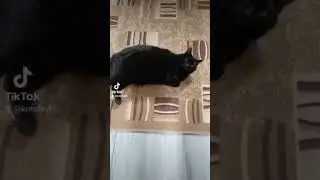 Две кошки и один кот# Моральный принцип кошки Дуни !#кошки