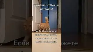 Звук чтобы Котик прибежал 🐈🐈‍⬛