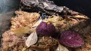 Dart Frogs!