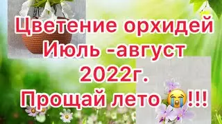 Цветение орхидей июль- август 2022г . Прощай лето 😢😢😢