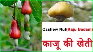 मेरा काम आज  काजू की खेती मैं || KAJU / CASHEW NUT FIELD
