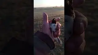 ловлялапландскогоподорожникаорнитологическойсетью