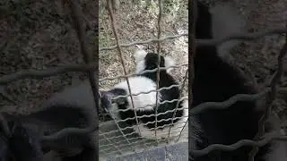 Дружелюбный лемур вари в парке Цимбазаза. Антананариву, Мадагаскар #shorts