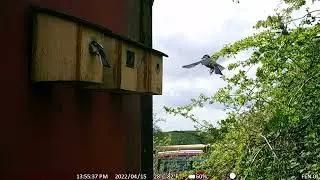 Battle of Britain re-enactment, 15-04-2022, with Blue Tits and Great Tits?