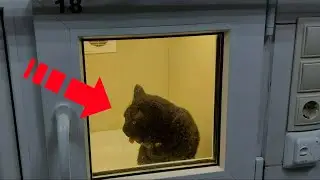 The woman refused her cat and wanted to put it to sleep!