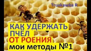#Пчёлы