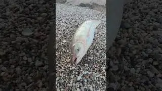 Рыбалка это Моё) #рыбалка #рыба