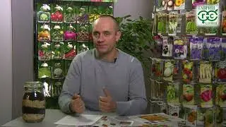 Peppers: Why do flowers fall off and fruit fail to set? When to harvest peppers?