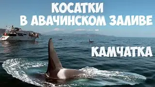 Косатки в Авачинском заливе