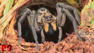 Top 10 Most Dangerous and Poisonous Spiders in the World
