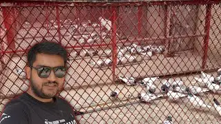 Aj Situation Behter hai Baby Pigeons ki