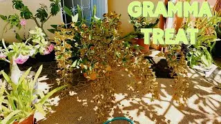GRAMMATOPHYLLUM FUNGUS TREATMENT 