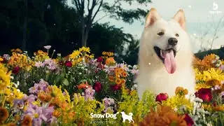 Junto a primavera, Snow flores!🌻🔵