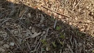 4/18/23 Bulbs and Gardens Sprouting