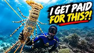 A Day in the Life of a Commercial Lobster Diver on the Great Barrier Reef