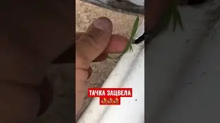 ЖЕСТЬ на СТО №71 ✅ ЗАЦВЕЛА!!!