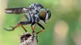 Foto Macro dengan Gcam Nikita V2.0 👍 Config G-Lens 🔥