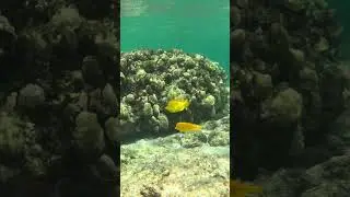 Snorkeling 🤿 at Pine Trees Surfing Beach on the Big Island of Hawaii #hawaii #travel #bigisland