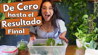 COMO Hacer una CAJITA de PROPAGACION