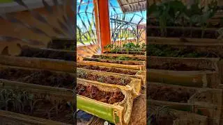 Is this a safe place for the plants?  #morristimecooking #jamaica #gardening