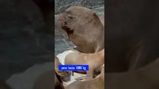 Lobos marinos, Leones marinos