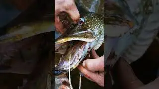 зубы у щуки, лютый Вова