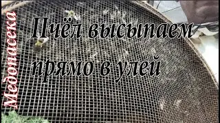 Пчёл высыпаем прямо в улей